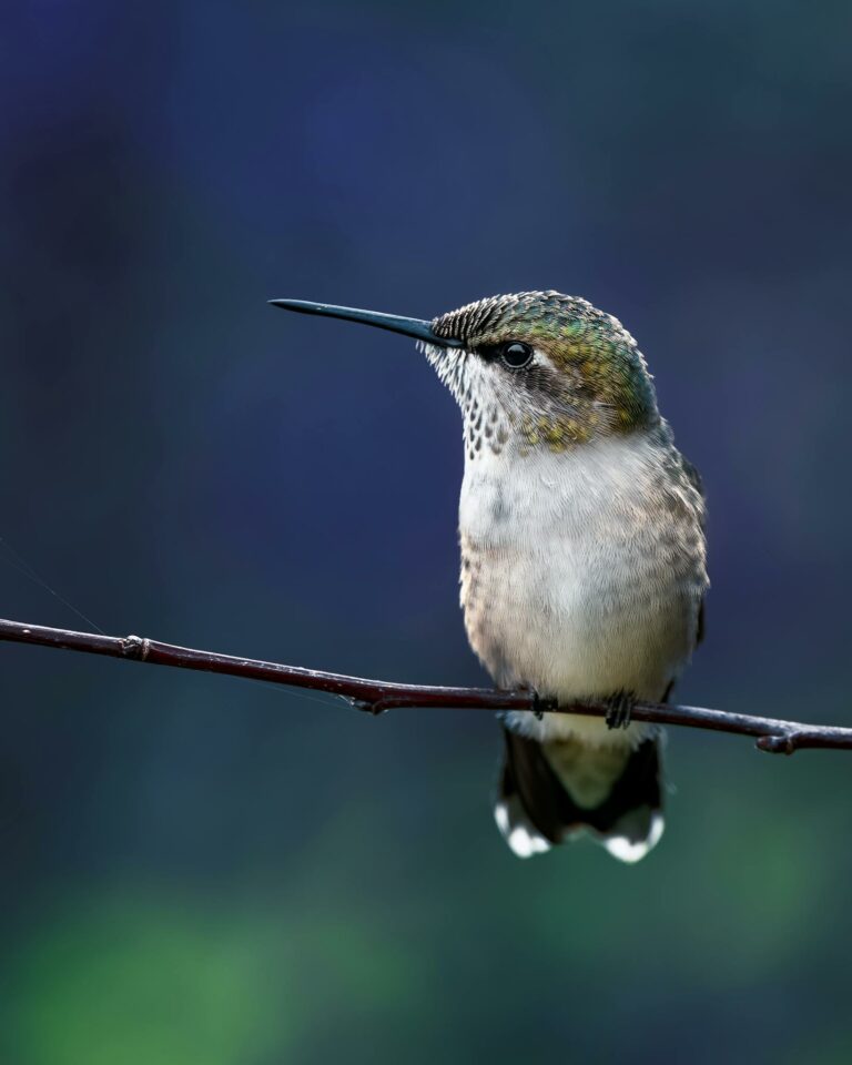 Building a Loyal Blog Audience: Strategies for Engagement and Growth